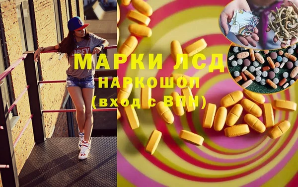 прущие грибы Мурманск