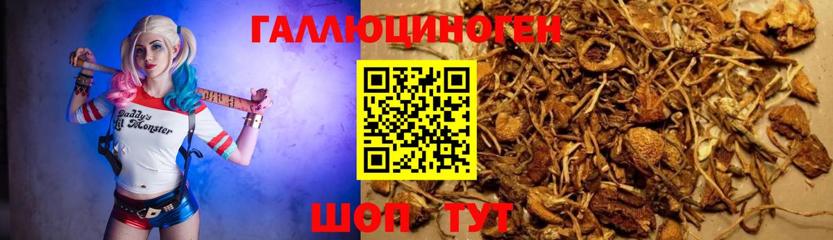 Галлюциногенные грибы Psilocybine cubensis  Вход с VPN  Бийск  Галлюциногенные грибы мицелий 